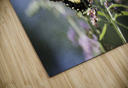 SPREAD YOUR WINGS PF0 9505 JMWolinsky Photography puzzle