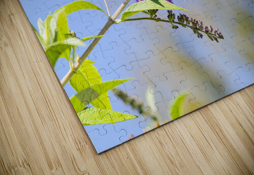 SUNNING  DSC 3663 JMWolinsky Photography puzzle