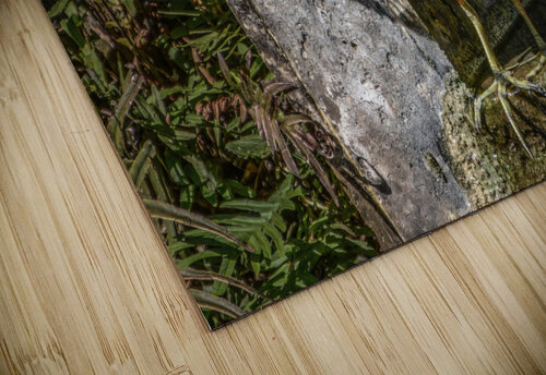 COMMOM MOORHEN JMWolinsky Photography puzzle