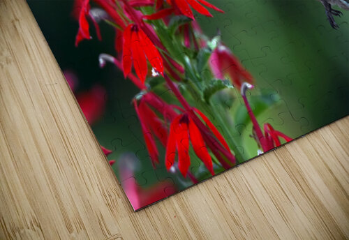 PICTURE PERFECT JMWolinsky Photography puzzle