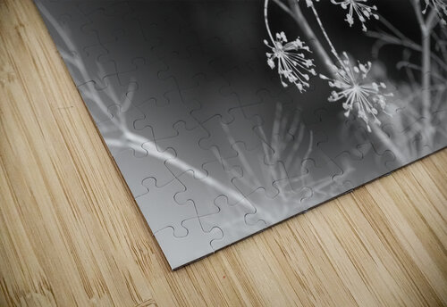 DILLY DILLY PF03058 1 JMWolinsky Photography puzzle