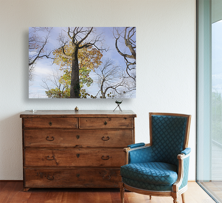 Trees-Almost Bare Reproduction