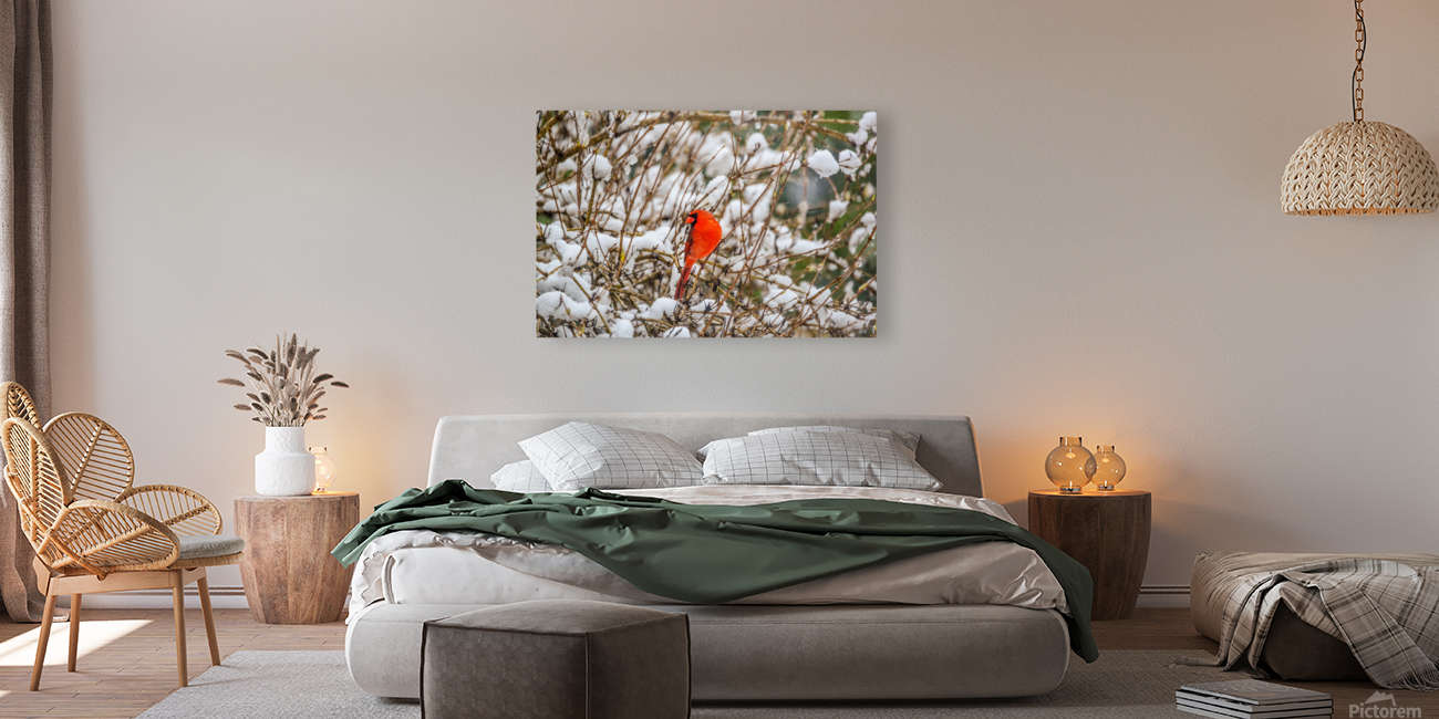 WINTER CARDINAL 8414 Reproduction