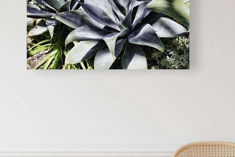 ALOE by JMWolinsky Photography