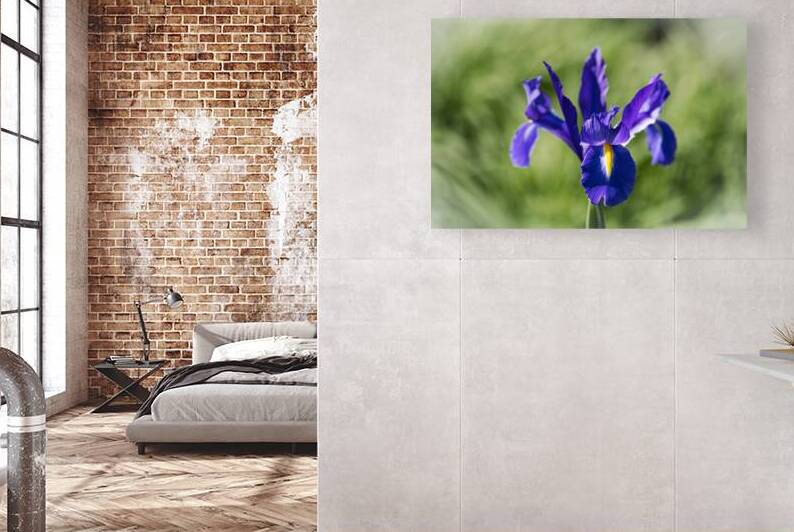 Blue Siberian Iris  8504849 Edit copy by JMWolinsky Photography
