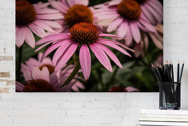 Echinacea My Favorite DSC 5631 by JMWolinsky Photography