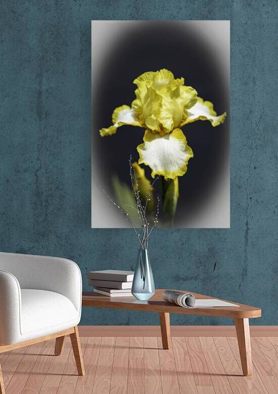 Iris Yellow Iris wv Edit copy by JMWolinsky Photography