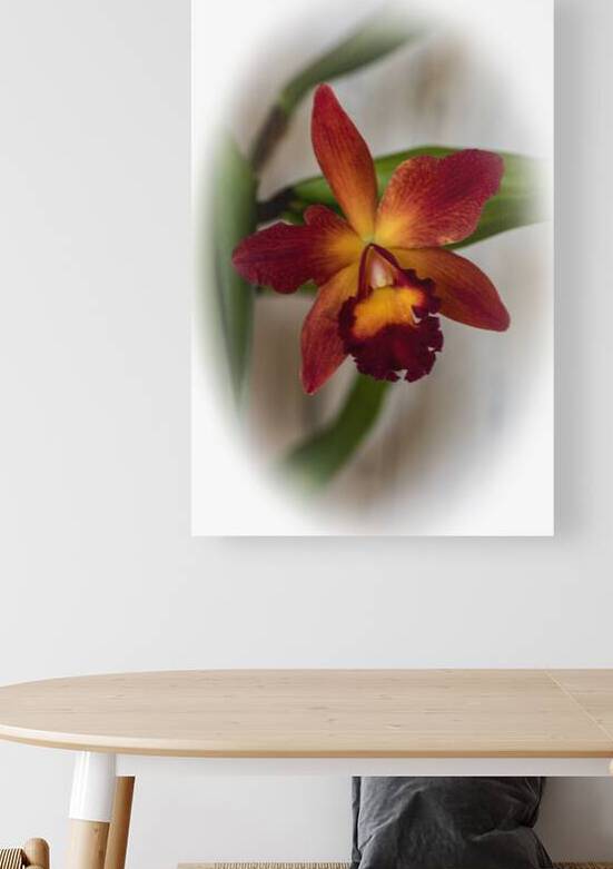 Orchids Chief Sweet Orange Light 8503903 Edit cop by JMWolinsky Photography