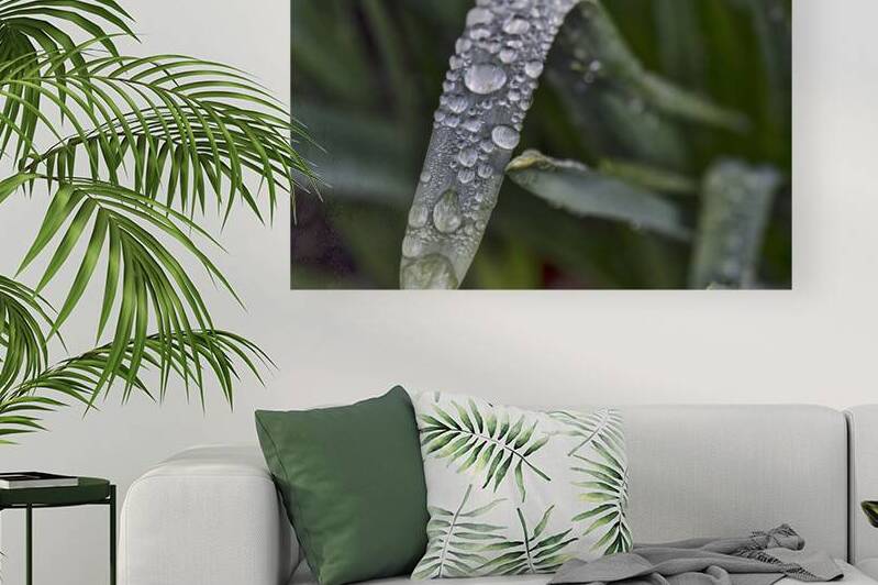 RAIN DROPS by JMWolinsky Photography