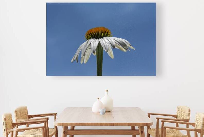WHITE SWAN CONEFLOWER  DSC 9297 by JMWolinsky Photography