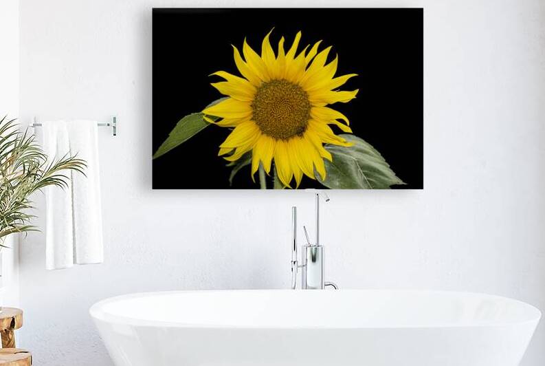 SUNFLOWER TWO BEES HIDING DSC 5529 by JMWolinsky Photography
