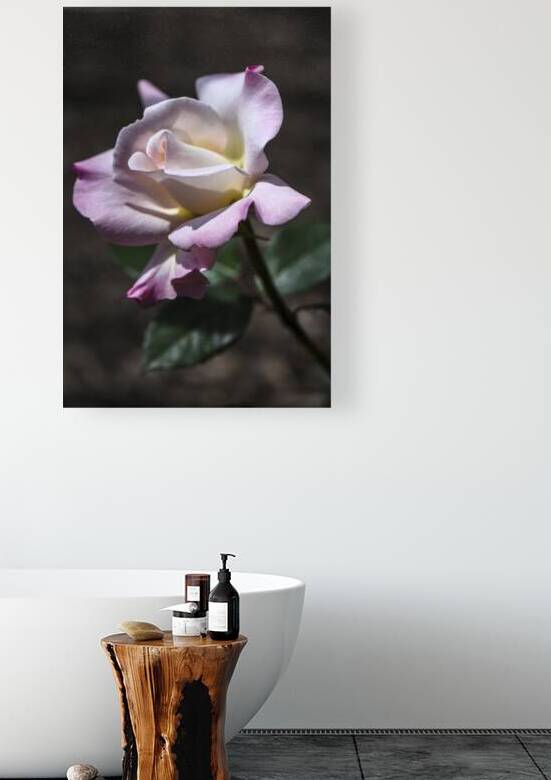PRISTINE ROSE  DSC 8594 by JMWolinsky Photography