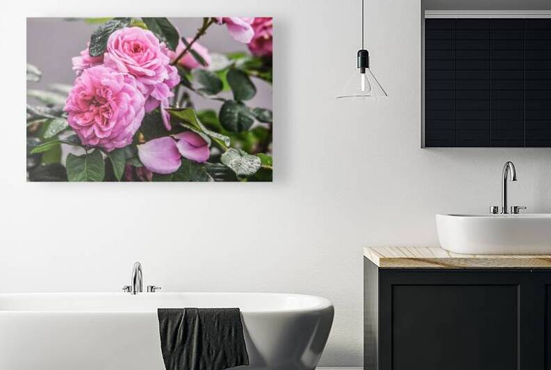 ROSY by JMWolinsky Photography