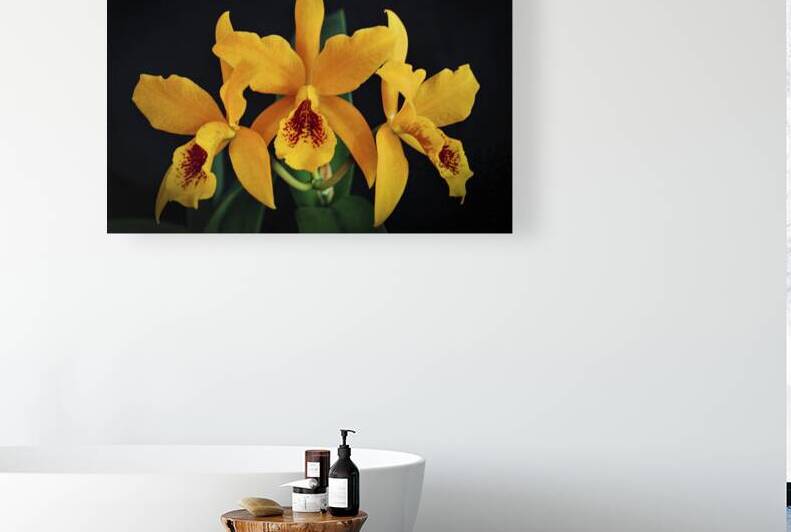 Orchids Three Orchid Blooms 021 by JMWolinsky Photography