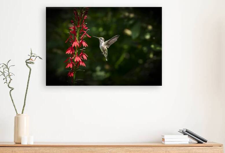 Hummingbird Perfection 8504940 by JMWolinsky Photography