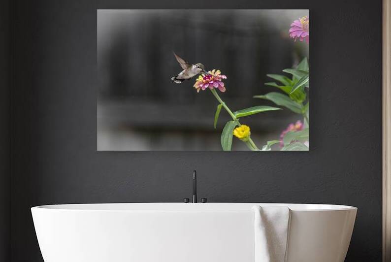 Hummingbird Very Tasty 8503754 Edit copy by JMWolinsky Photography