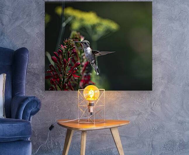 Hummingbird Another Visit to the GardensPF0 9913. by JMWolinsky Photography