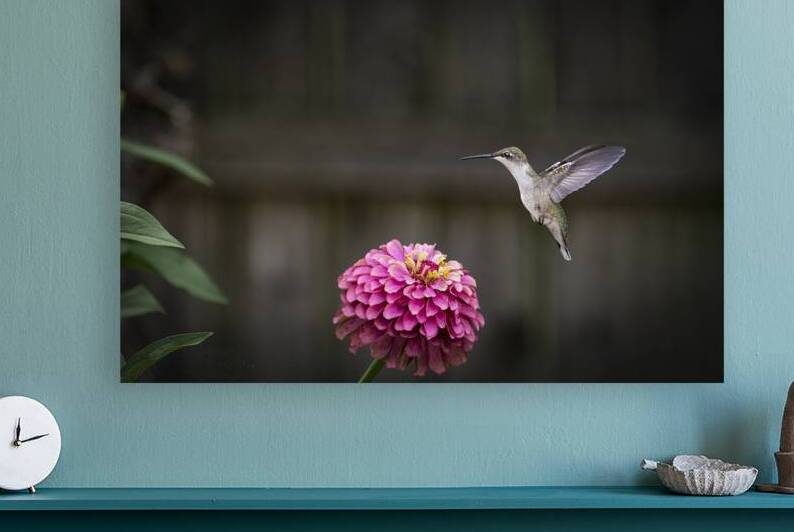 Hummingbird Looks Tasty 8503740 Edit copy by JMWolinsky Photography