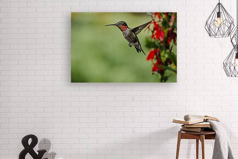 HUMMINGBIRD UP CLOSE AND PERSONAL  DSC 7989 by JMWolinsky Photography