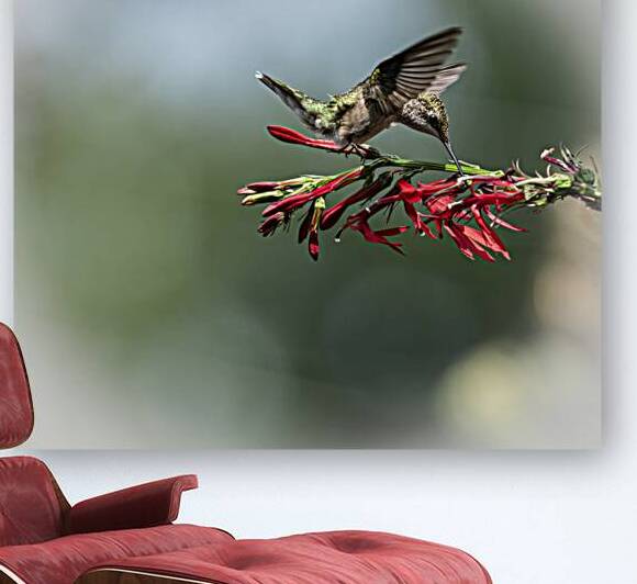 Hummingbird Nectar Break 8504951 by JMWolinsky Photography