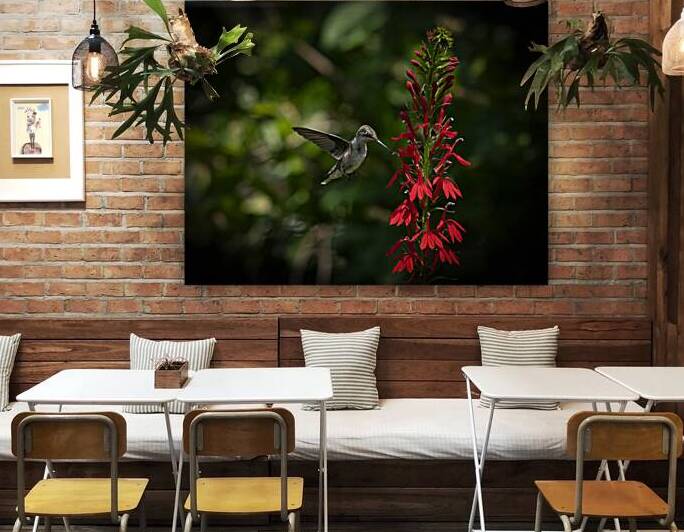Hummingbird My Choice 8504944 by JMWolinsky Photography