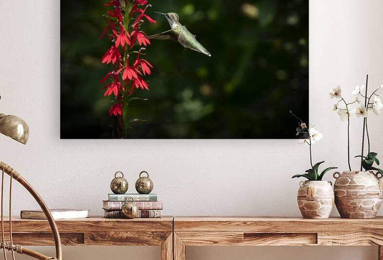Hummingbird DecisionsDecisions 8504946 by JMWolinsky Photography