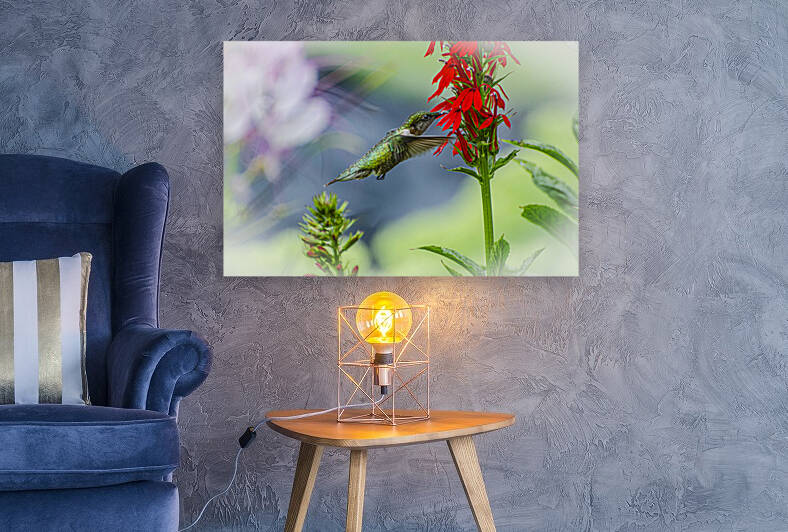 Hummingbird-Lady Hummingbird by JMWolinsky Photography