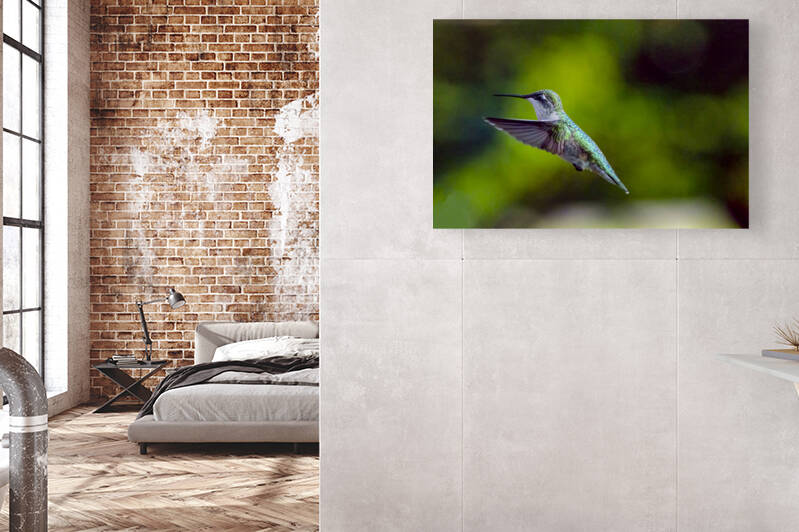 HUMMINGBIRD-IN FLIGHT by JMWolinsky Photography