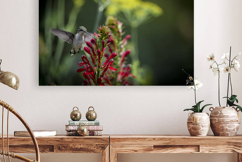 Hummingbird-Time for Lunch by JMWolinsky Photography