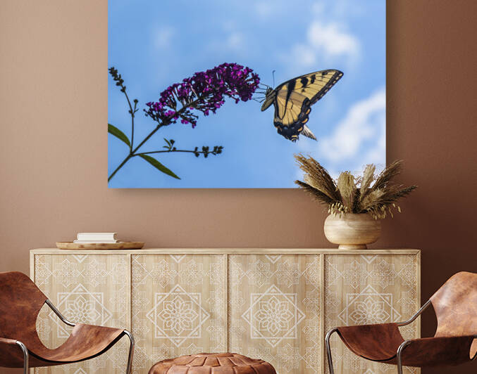 BUTTERFLIES TIPPY TOE PF04015 by JMWolinsky Photography