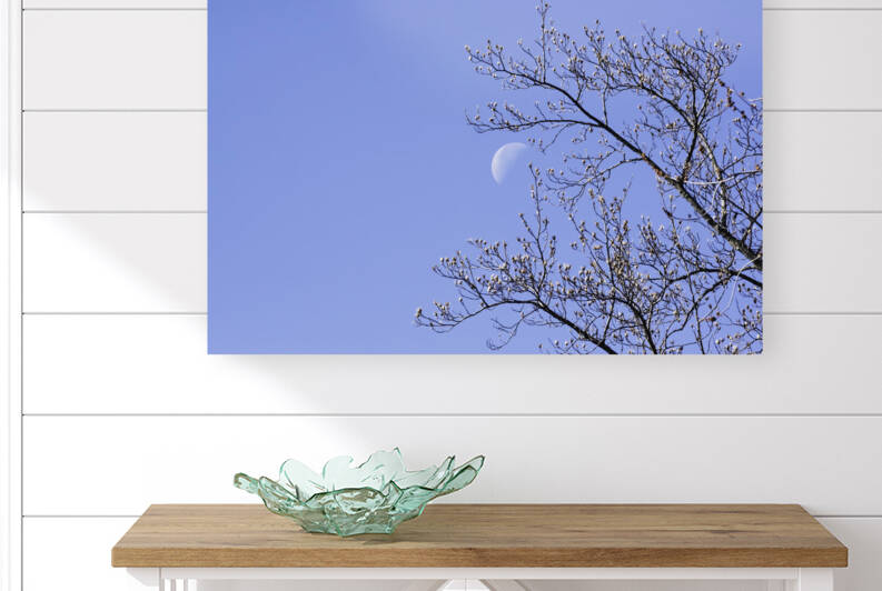MORNING MOON Reproduction