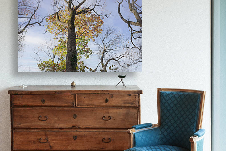 Trees-Almost Bare by JMWolinsky Photography