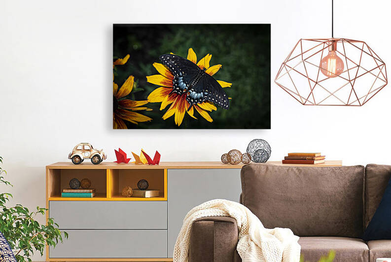 Butterfly-Female Black Swallowtail by JMWolinsky Photography