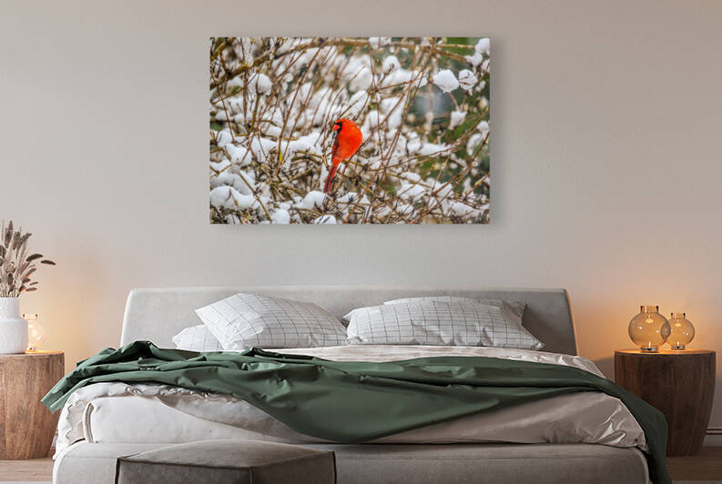 WINTER CARDINAL 8414 Reproduction