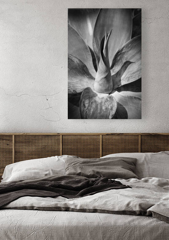 AGAVE THE CORE DSC 9946 by JMWolinsky Photography