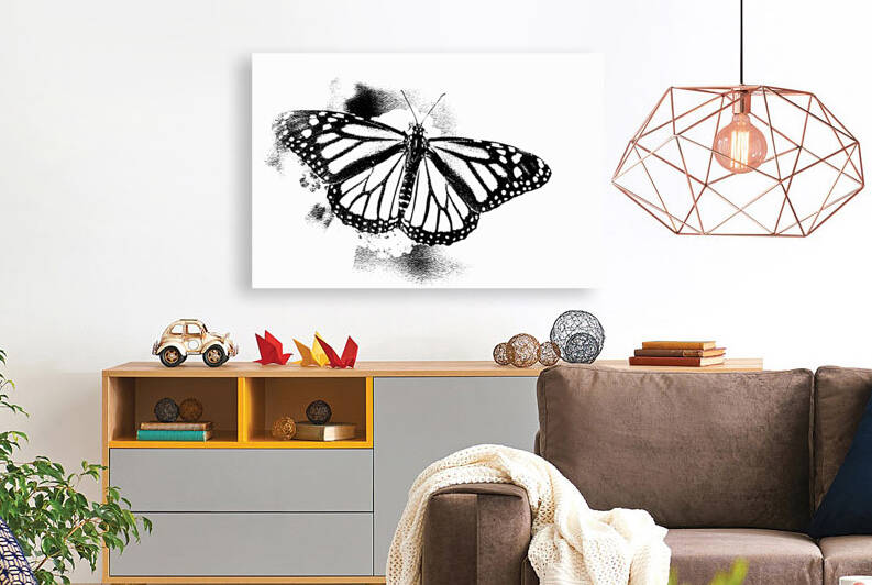 Butterfly Monarch Black and White DSC 9518 cojpg by JMWolinsky Photography