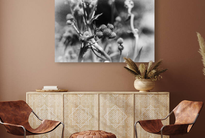 Eryngium Yuccifolium Rattlesnake Master Plantjpg by JMWolinsky Photography