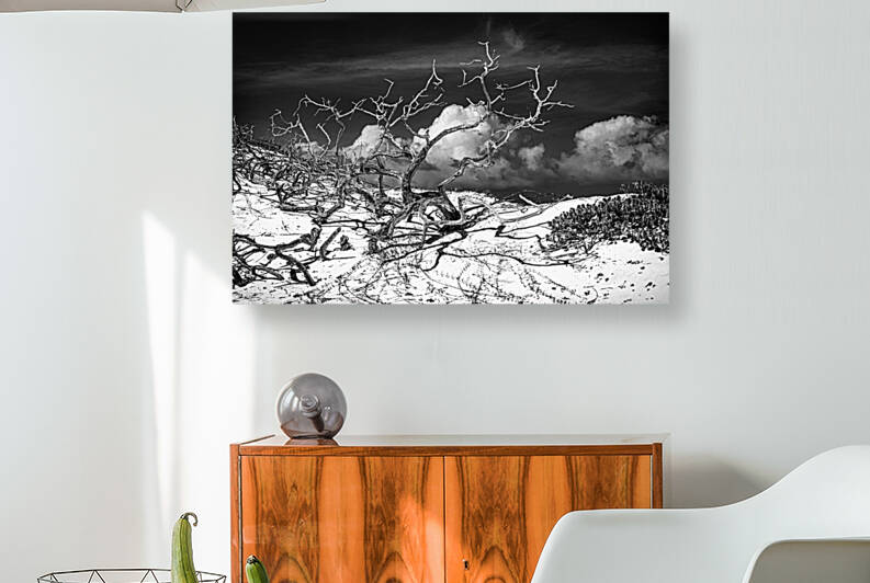 GNARLED BRANCHES OF ARUBA BW DSC 1829 copy by JMWolinsky Photography