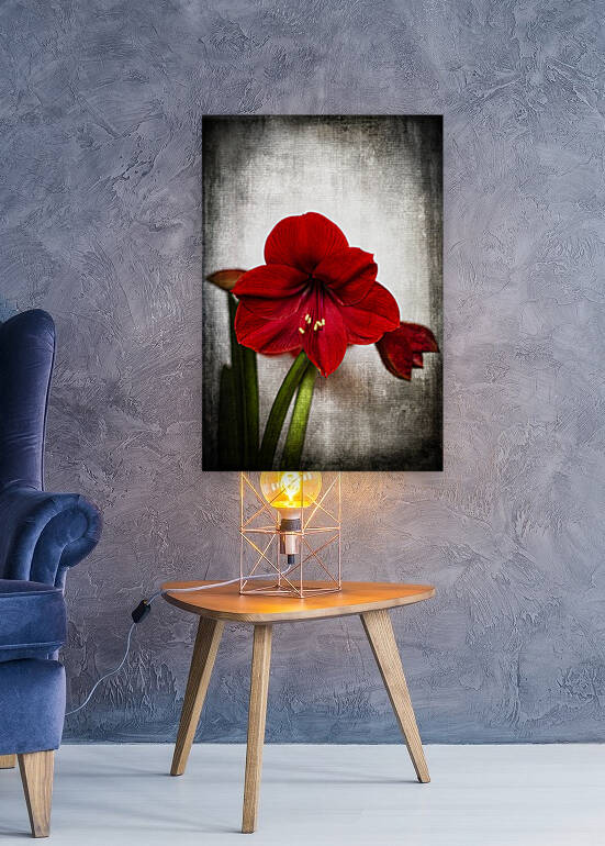 Amaryllis Another Christmas Flower 8502553 cojpg by JMWolinsky Photography
