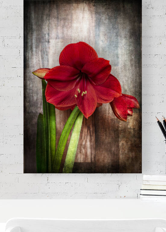 Amaryllis The Christmas Flower 8502553 copy by JMWolinsky Photography