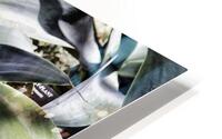 ALOE HD Metal print