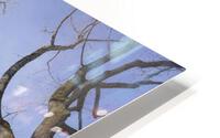 Trees-Almost Bare HD Metal print