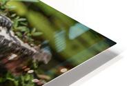 COMMOM MOORHEN HD Metal print