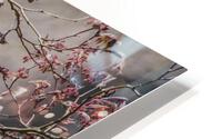 NEST SCOUTING  PF02438 HD Metal print