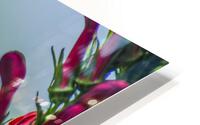 TASTY HD Metal print