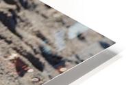 SORRY HD Metal print
