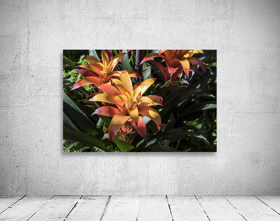 BROMELIADS  DSC 2500 Wall Preview
