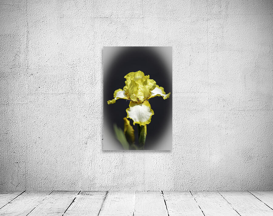 Iris Yellow Iris wv Edit copy Wall Preview