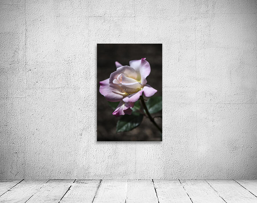 PRISTINE ROSE  DSC 8594 Wall Preview