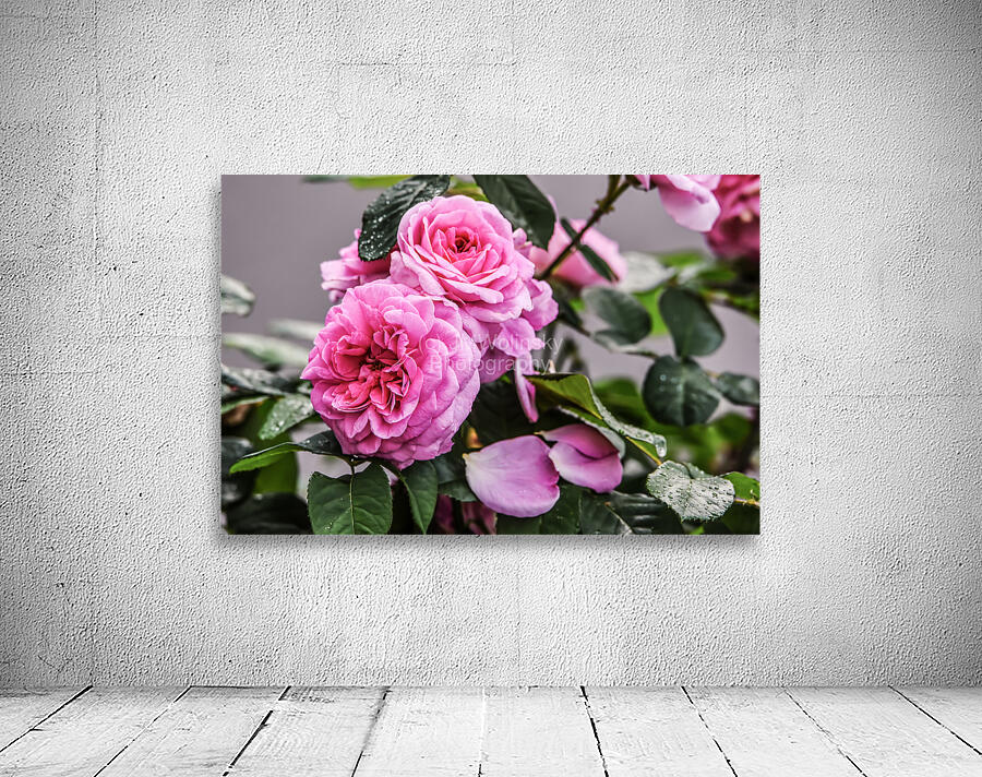 ROSY Wall Preview